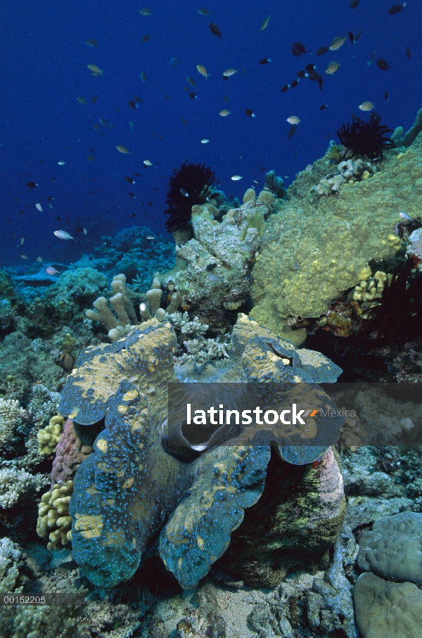 Almeja gigante (Tridacna gigas) en el sifón de demostración de arrecife, Bahía de Milne, Papua Nueva