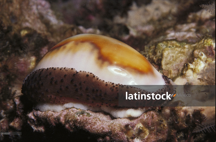 Castaño Cowry (Cypraea spadicea) con manto extendido, Channel Islands, California