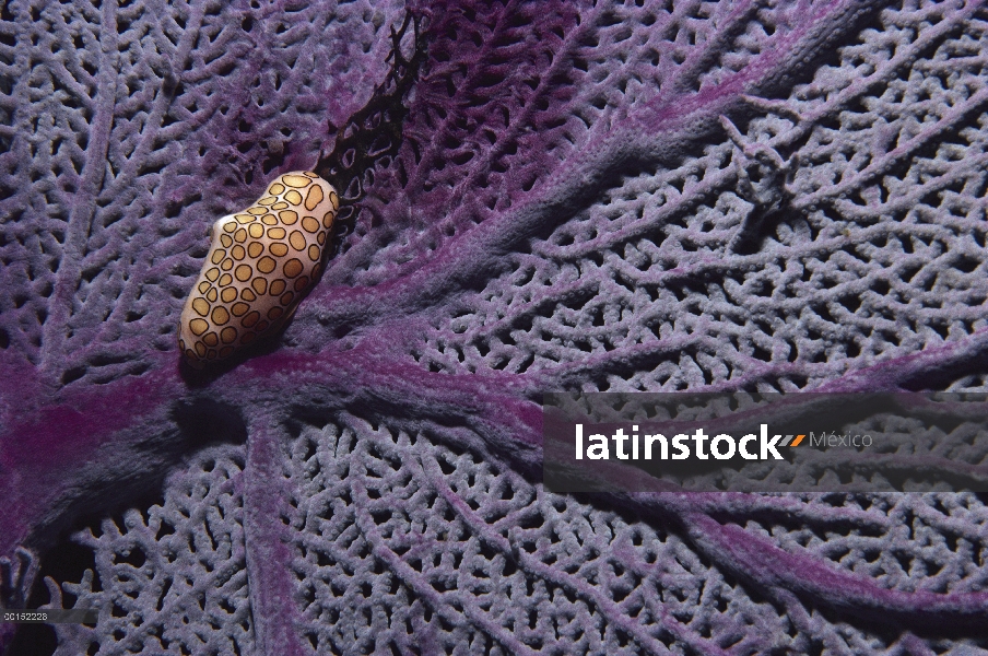 Caracol de lengua flamenco (Cyphoma gibbosum) en un ventilador común de mar (Gorgonia ventalina), Ba