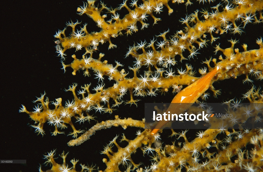 Allied Cowry (Phenacovolva recurva) camuflado en coral, Bali, Indonesia