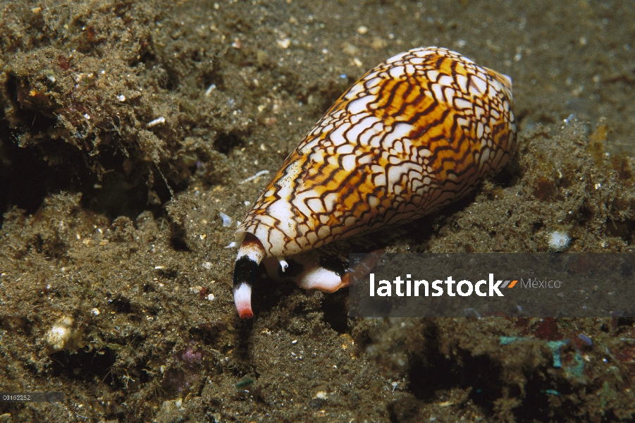 Materia textil cono (textil del Conus) caracol, altamente tóxico, Bali, Indonesia