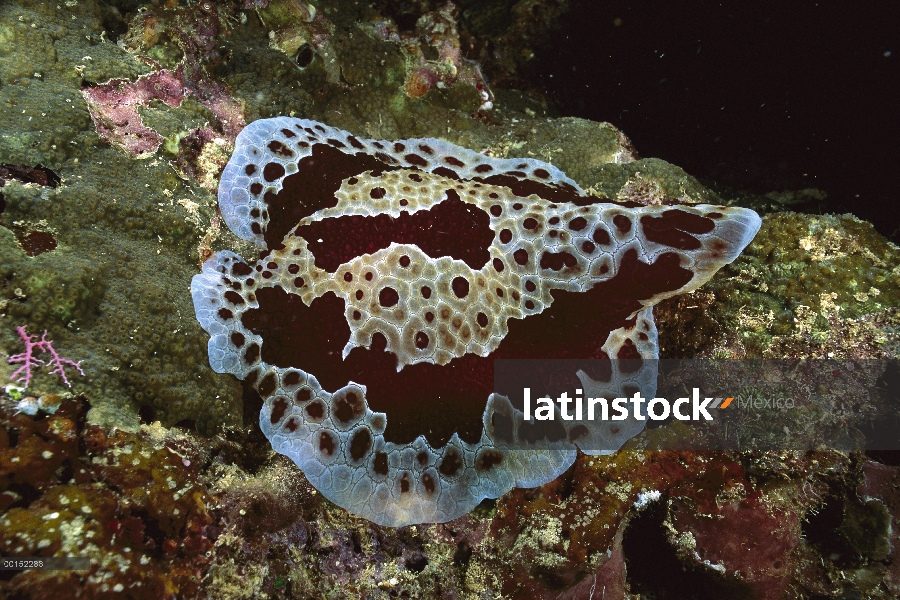 Pleurobranch (Pleurobranchus sp) sea slug, Manado, Sulawesi, Indonesia