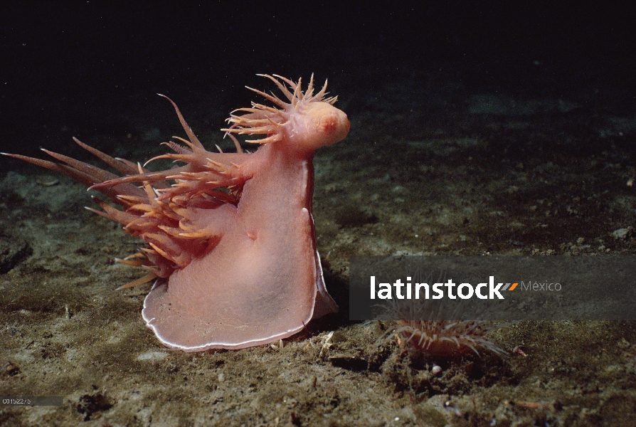 Gigante Nudibranquio (iris frondosus) atacando una anémona tubo-vivienda (Pachycerianthus fimbriatus