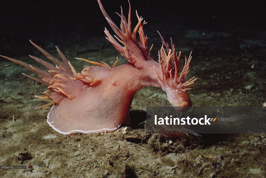 Gigante Nudibranquio (iris frondosus) atacando una anémona tubo-vivienda (Pachycerianthus fimbriatus