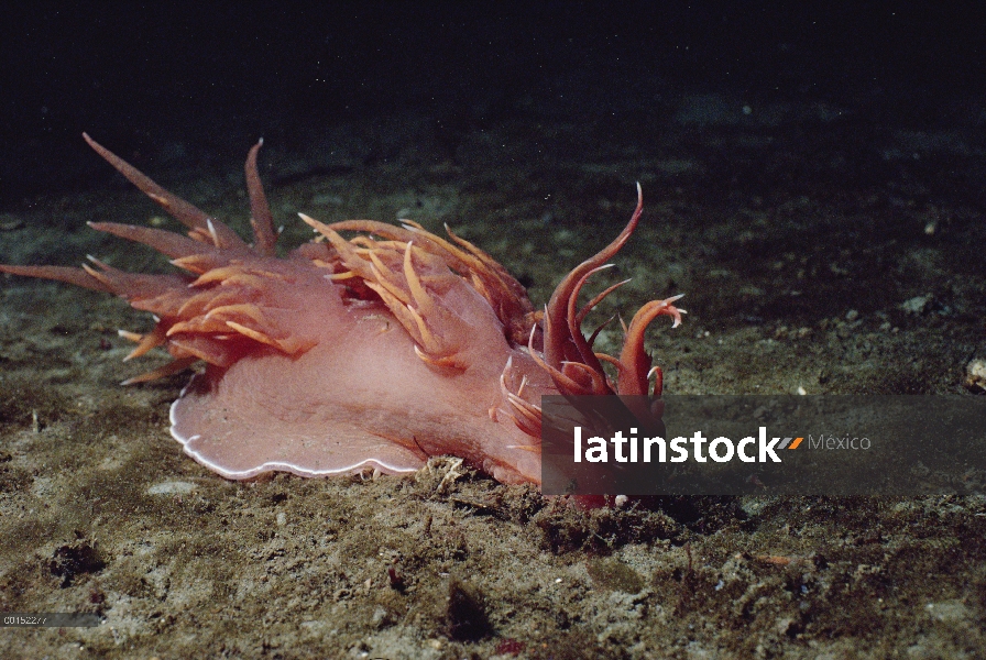 Gigante Nudibranquio (iris frondosus) atacando una anémona tubo-vivienda (Pachycerianthus fimbriatus