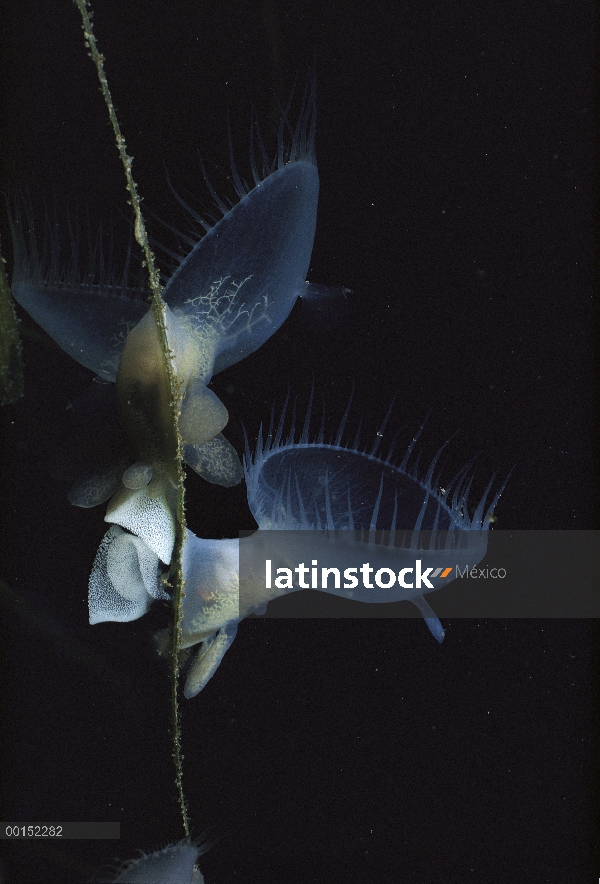 León Nudibranquio (Melibe leonina) par y huevo de la cinta se aferra a la hierba de la anguila, Quad