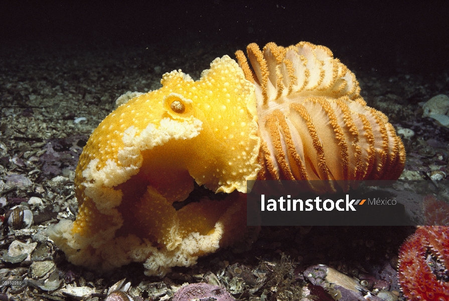 Naranja cáscara de Nudibranch (Tochuina tetraquetra) comer una naranja mar pluma (Ptilosarcus gurney