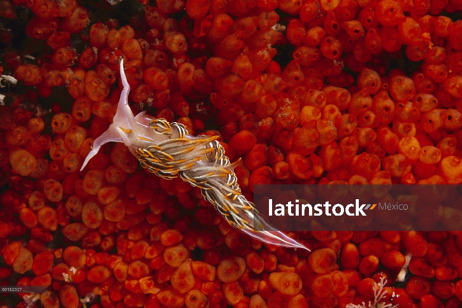 Nudibranquio opalescente (Hermissenda crassicornis) en tunicados coloniales de Taylor (Metandrocarpa