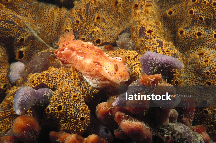 Ceratosoma cola corta (Ceratosoma brevicaudatum) gateando en una viruta incrustada con compuesto de 