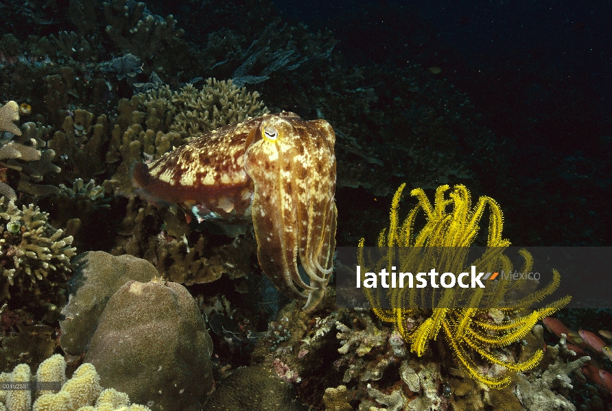 Broadclub jibias (Sepia latimanus) cerca de crinoideo, Manado, Sulawesi, Indonesia