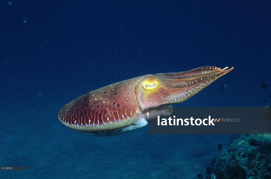 Broadclub jibias (Sepia latimanus), mar de Andamán, Tailandia