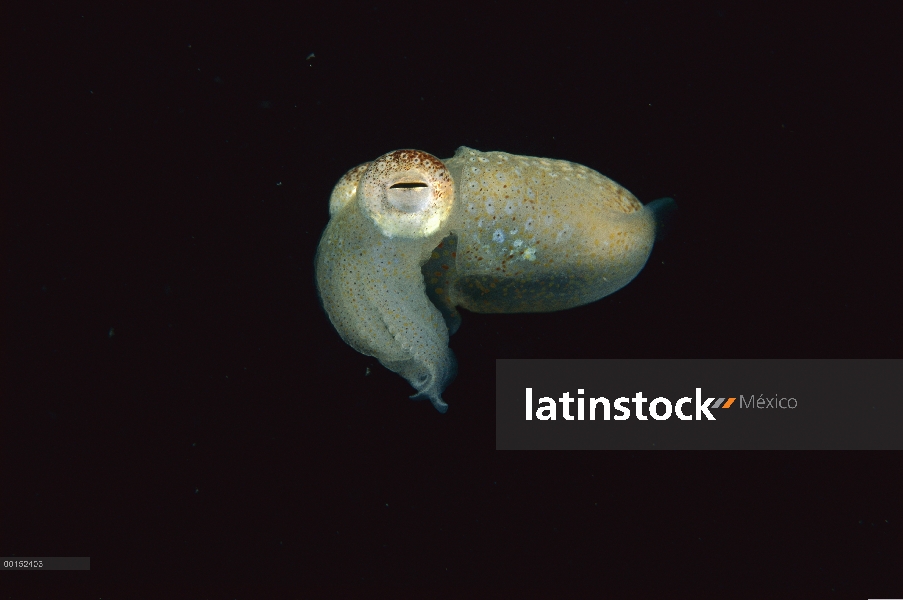 Natación jóvenes de Bobtail calamar (Euprymna sp), Edithburgh, Australia