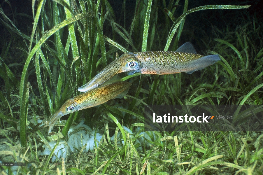 Par de calamar de arrecife BIGFIN (Sepioteuthis Lessoniana) poniendo huevos entre un soporte de la h