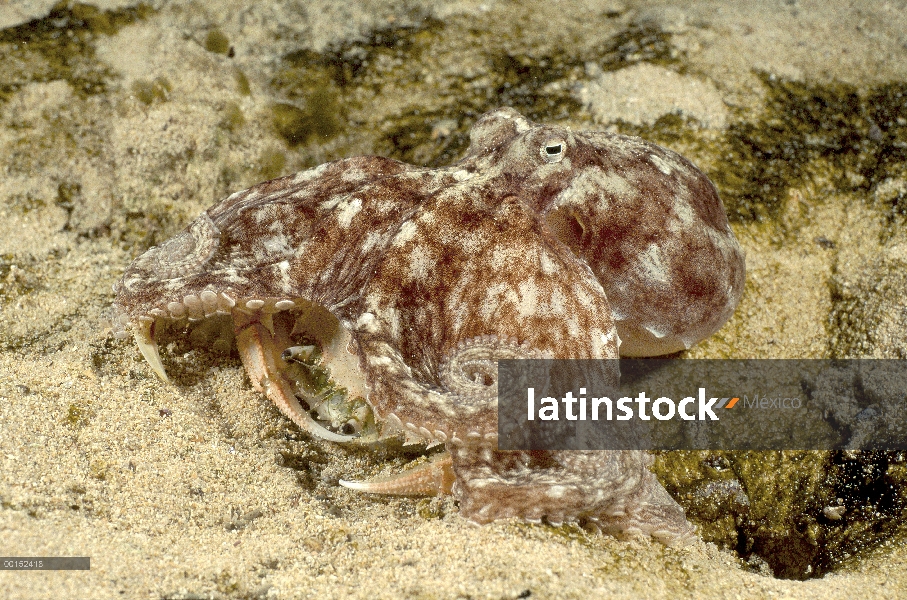 Sur estabilización Octopus (pulpo berrima) con cangrejo de arena (Ovalipes sp) ha capturado a comer,