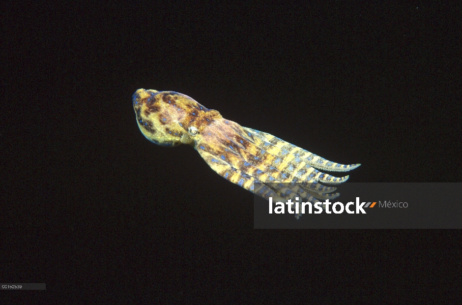 Sur pulpo de anillos azules (Hapalochlaena maculosa) tiene una mordida venenosa que puede causar la 