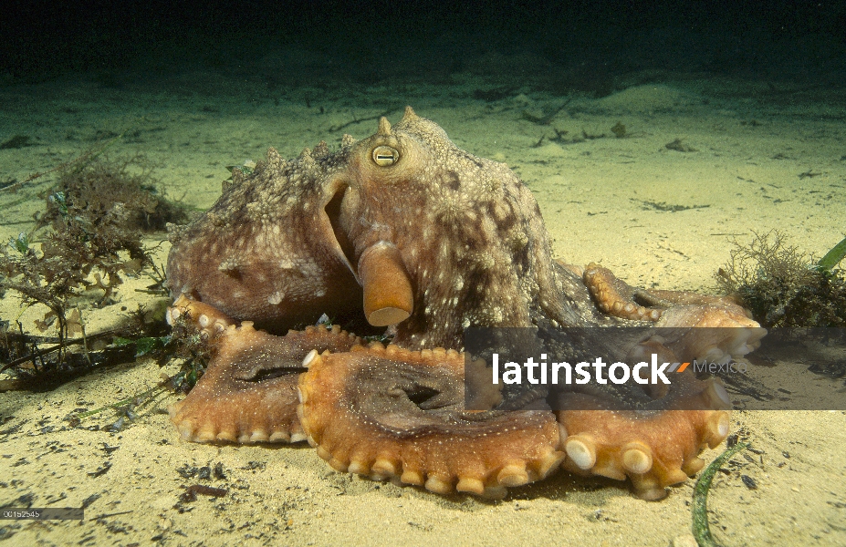 Maoríes pulpo (Octopus maorum) es el más grande pulpo encontrado en Australia, puede tener un brazo 