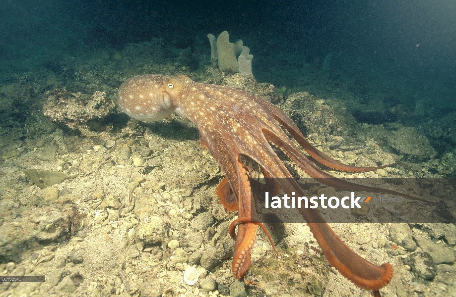 Maoríes pulpo (Octopus maorum) es el más grande pulpo encontrado en Australia, puede tener un brazo 