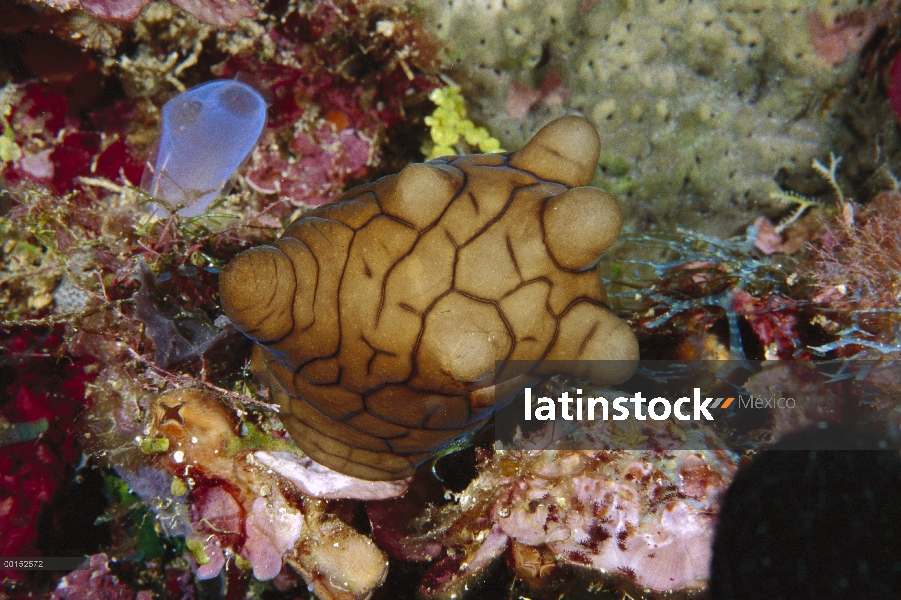 Negro Velutinid (Coriocella nigra) nudibranquio, Manado, Sulawesi, Indonesia