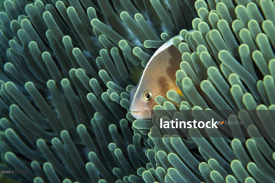 Skunk de anémona (Amphiprion akallopisos) viven con una anémona de mar magnífica (Heteractis magnifi