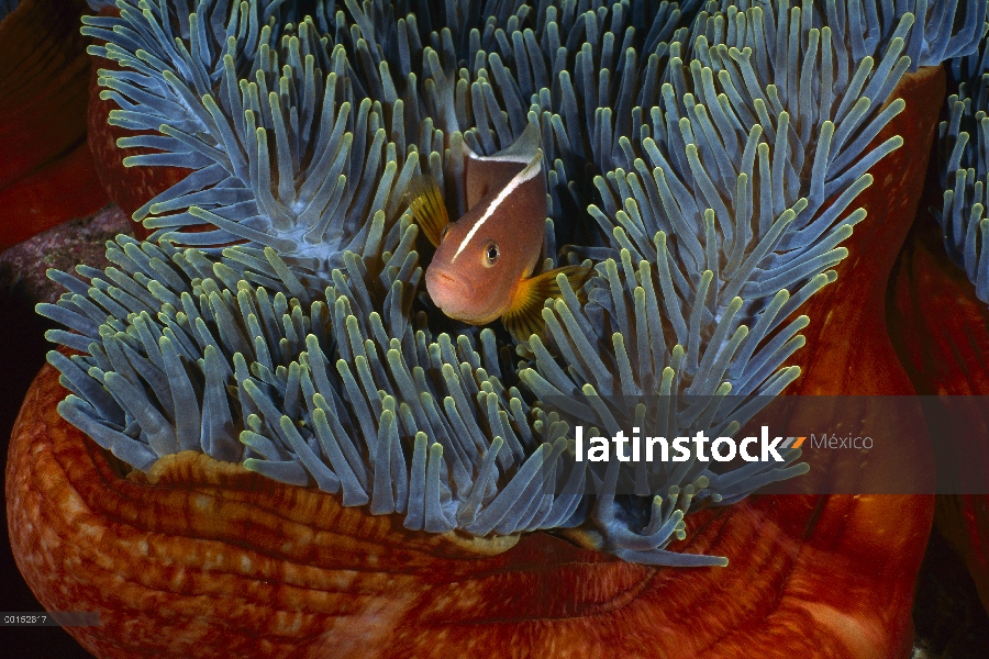 Skunk de anémona (Amphiprion akallopisos) viven en un host de la anémona de mar magnífica (Heteracti