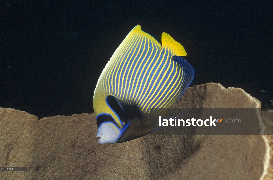 Pez ángel emperador (Pomacanthus imperator), Bali, Indonesia