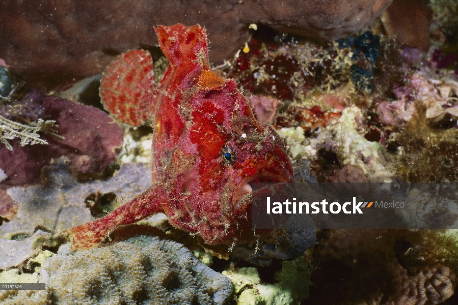 Rape escarlata (Antennarius coccineus), Manado, Sulawesi, Indonesia