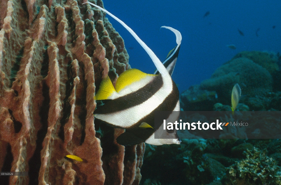 Longfin Bannerfish (Heniochus acuminatus) a lo largo de arrecifes, Bali, Indonesia