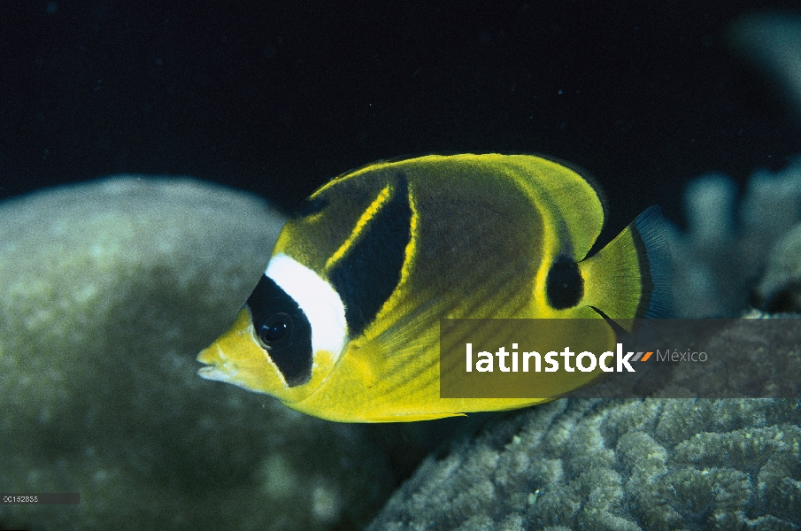 Retrato submarino mapache pez mariposa (Chaetodon lúnula), Bali, Indonesia