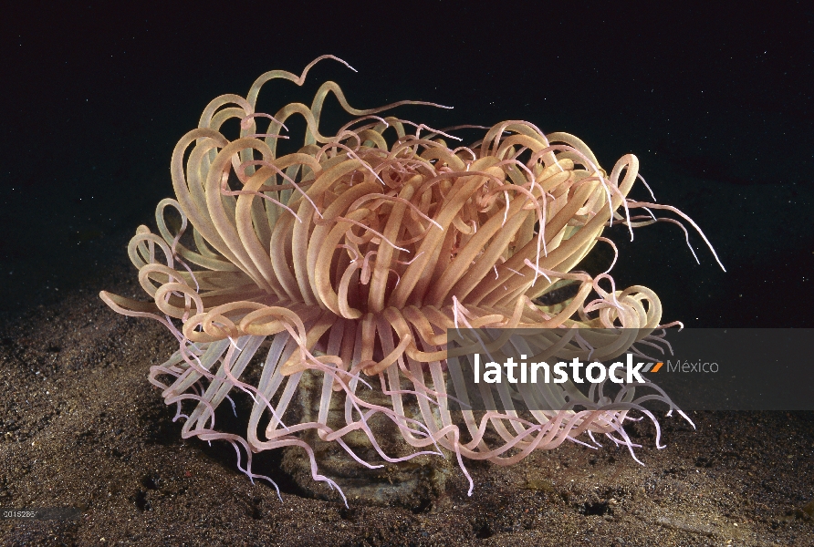 Anémona habitan en el tubo (Cerianthus sp), Bali, Indonesia