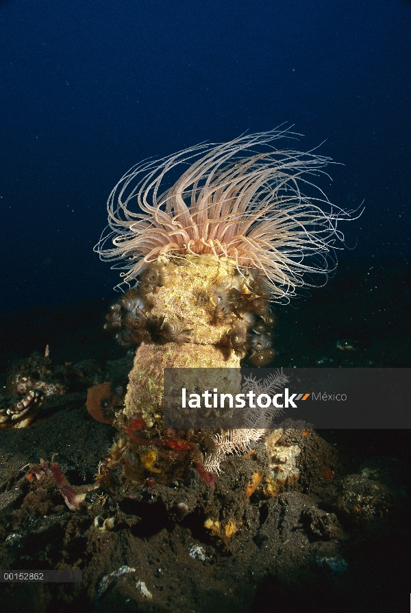 Anémona habitan en el tubo (Cerianthus sp) con plumero gusanos (Sabellastarte sp), Bali, Indonesia