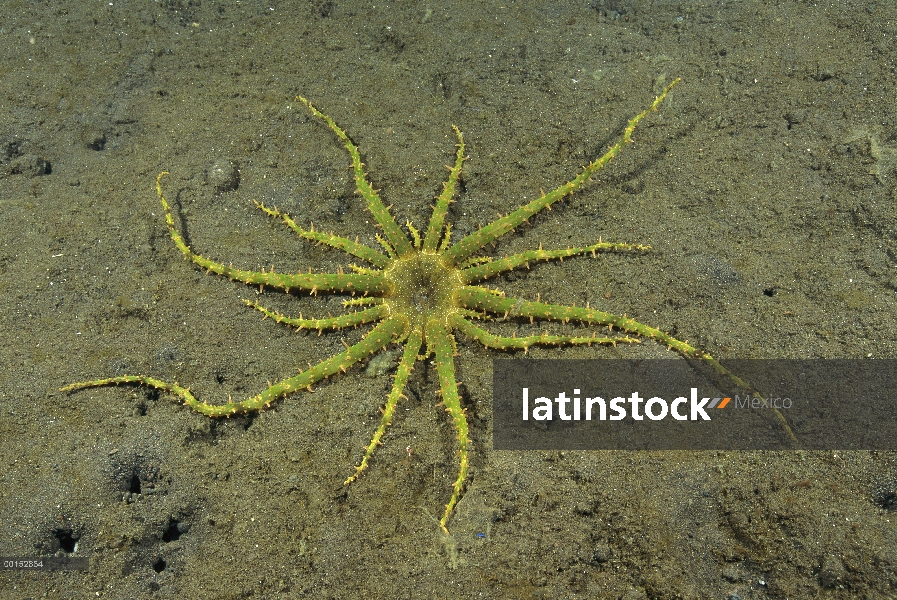 Anémona de mar (Actinostephanus haeckeli) en el fondo del océano, Bali, Indonesia