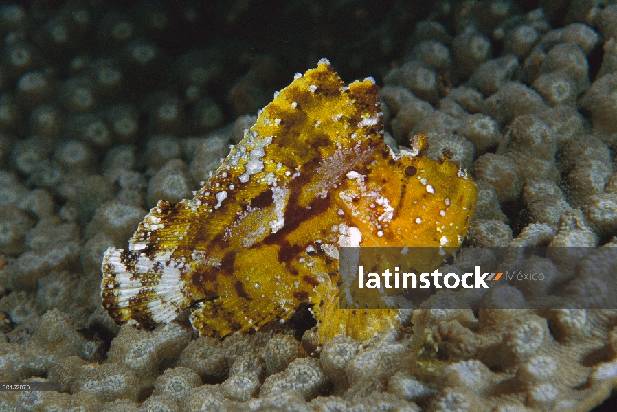 Hoja de cabracho (Taenianotus triacanthus), Manado, Sulawesi, Indonesia