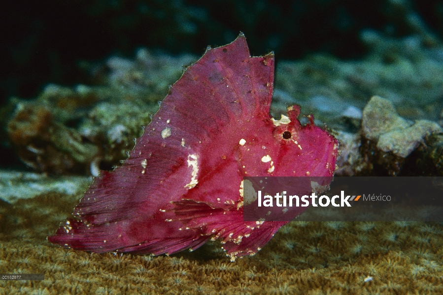 Hoja de cabracho (Taenianotus triacanthus), Manado, North Sulawesi, Indonesia