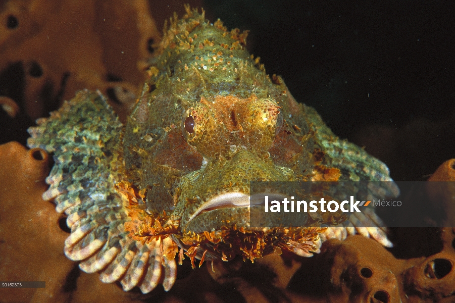 Tassled Scorpionfish (Scorpaenopsis oxycephala) retrato, Bali, Indonesia