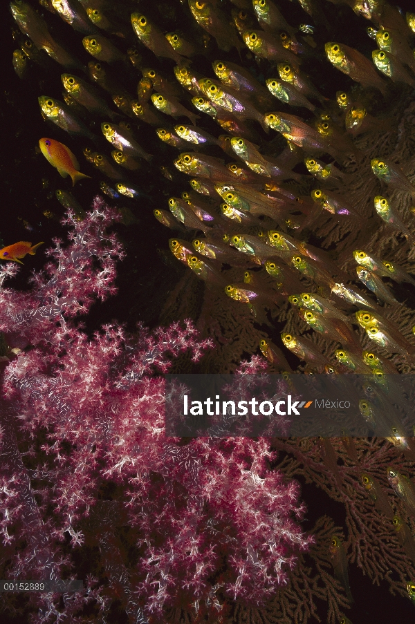 Barredora de pigmeo (Parapriacanthus ransonneti) escolaridad cerca de coral, mar de Andaman, Tailand