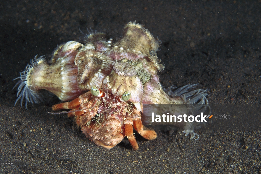 Anémona cangrejo ermitaño (Dardanus pedunculatus) lleva anémonas de mar en su caparazón para protege