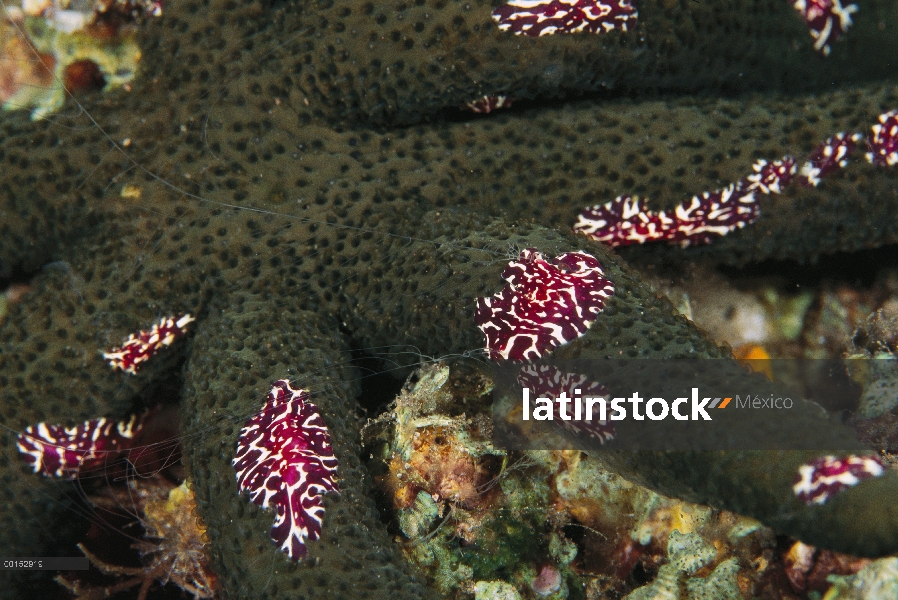 Abigarrado grupo de arrastramiento ctenóforo (Coeloplana astericola) en naranja estrella de mar (Ech