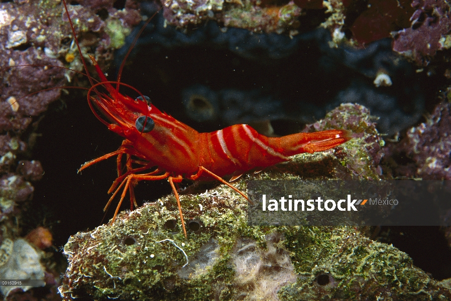 Hingebeak camarones (Rhynchocinetes durbanensis), Manado, Sulawesi, Indonesia