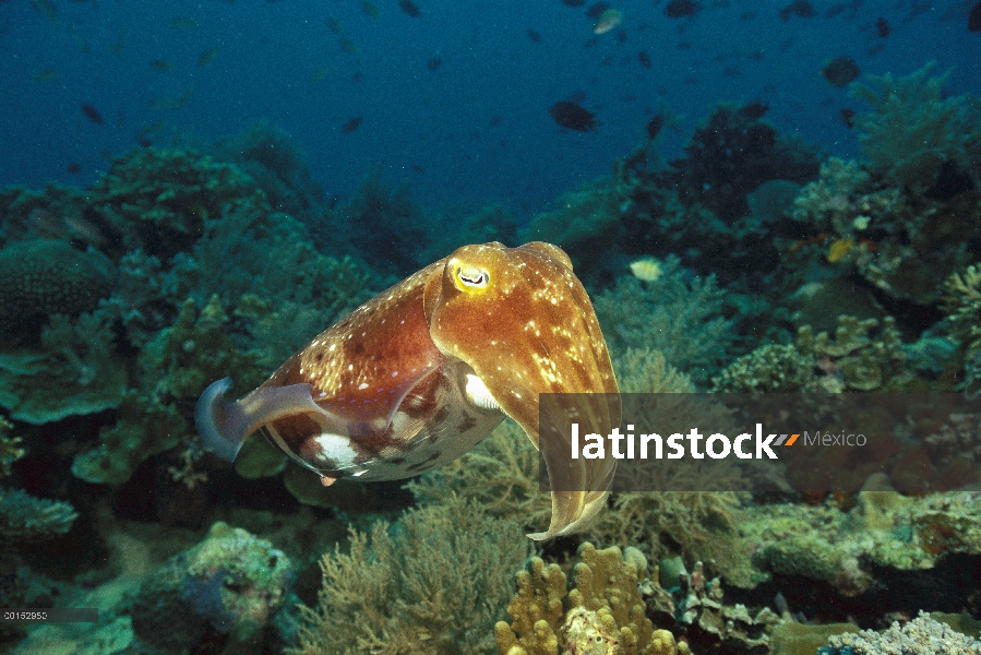 Broadclub jibias (Sepia latimanus) en arrecifes de coral, Manado, Sulawesi, Indonesia