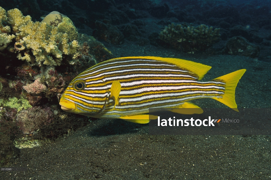 Sweetlips encintada (Plectorhinchus polytaenia), Bali, Indonesia