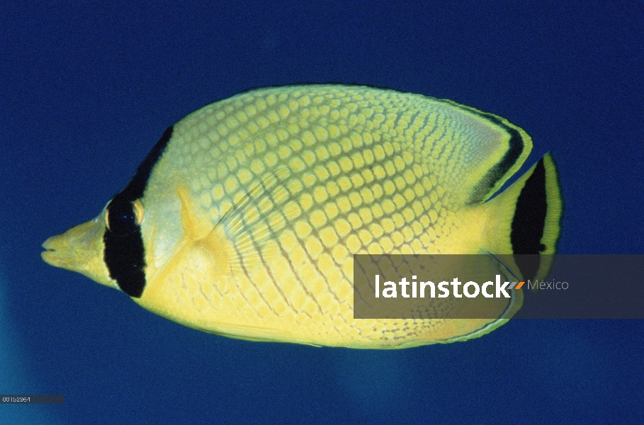 Retrato de pez mariposa (Chaetodon rafflesi) enrejada, Bali, Indonesia