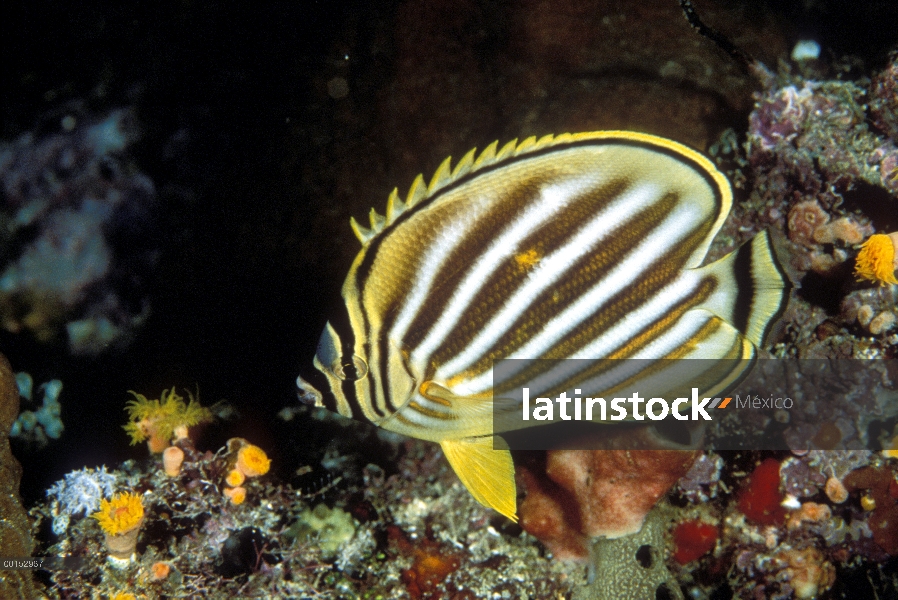 Recargado pez mariposa (Chaetodon ornatissimus) en la noche que su patrón de coloración nocturna, Ma