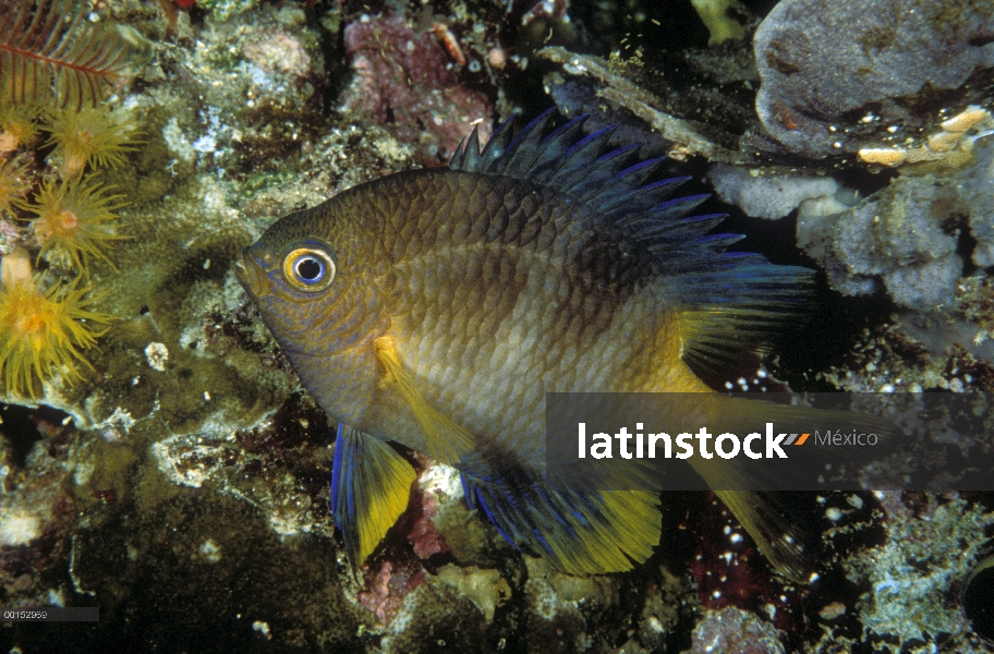 Oro damisela (Amblyglyphidodon aureus) exponiendo su coloración nocturna, Manado, North Sulawesi, In