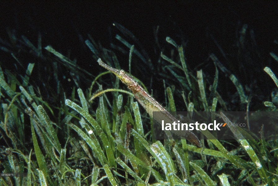 Hombre pez trompeta (Syngnathoides biaculeatus) doble llevar huevos en su abdomen, Manado, North Sul