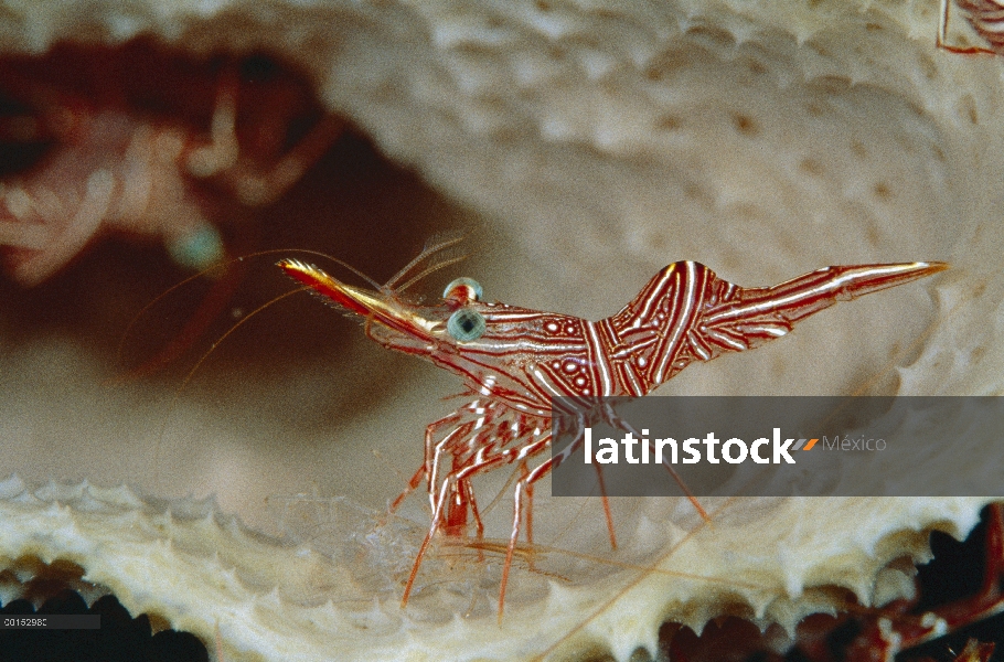 Hingebeak camarones (Rhynchocinetes durbanensis) sobre su exoesqueleto recientemente mudada, Manado,