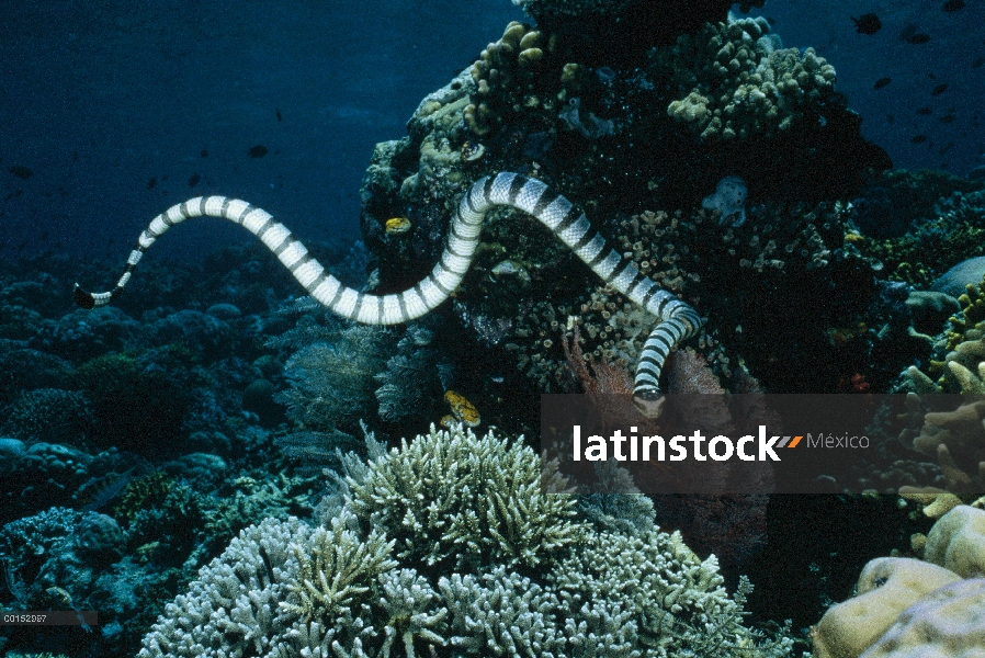 Krait congregado de mar (Laticauda colubrina) la caza de pequeños peces en el arrecife, Manado, Nort