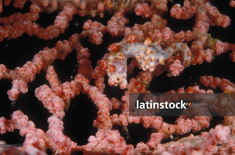 Caballito de mar pigmeo (Hippocampus bargibanti) aferrarse a un Fan de Coral gorgonias, estrecho de 