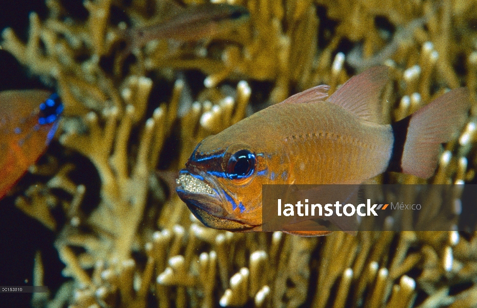 Los hombre de Banggai (Apogon aureus) toma llevar una masa de huevos fertilizados en su boca mientra