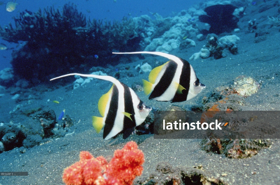 Par Longfin Bannerfish (Heniochus acuminatus), Bali, Indonesia