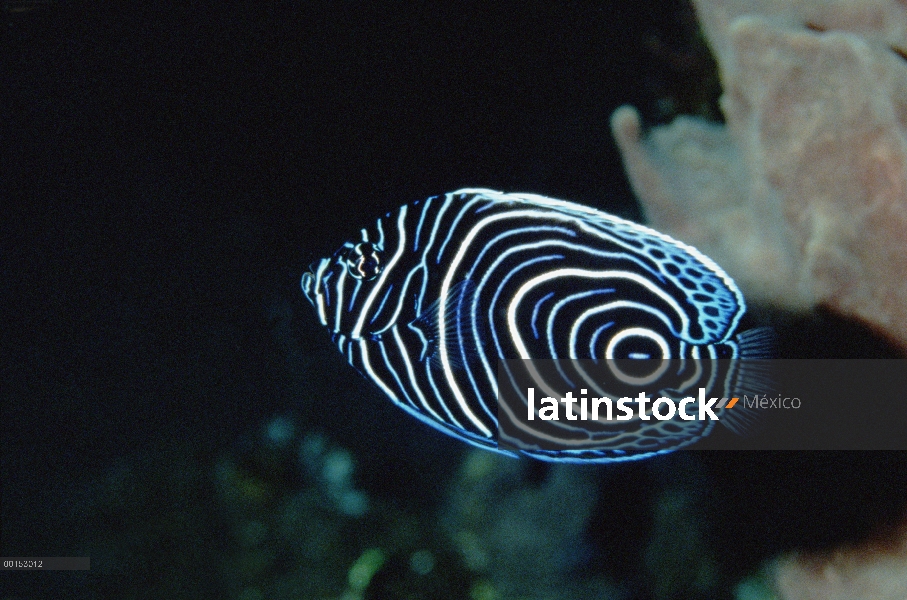 Pez ángel emperador (Pomacanthus imperator) en su fase juvenil color, Bali, Indonesia